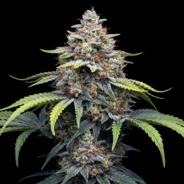 Critical Kush