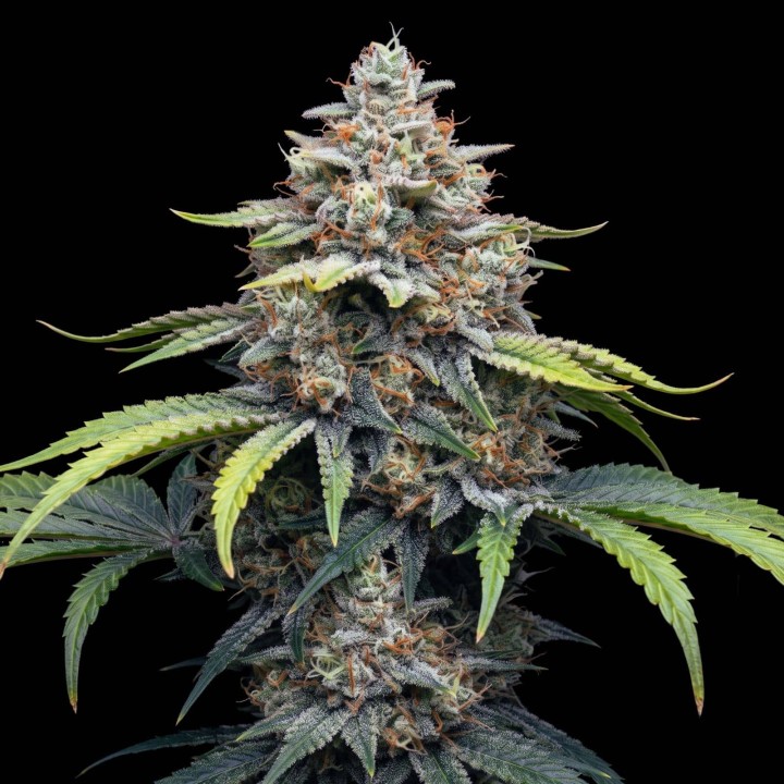 Critical Kush